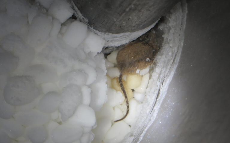 Lars from Nordic Home Inspection found a mouse in a water softener