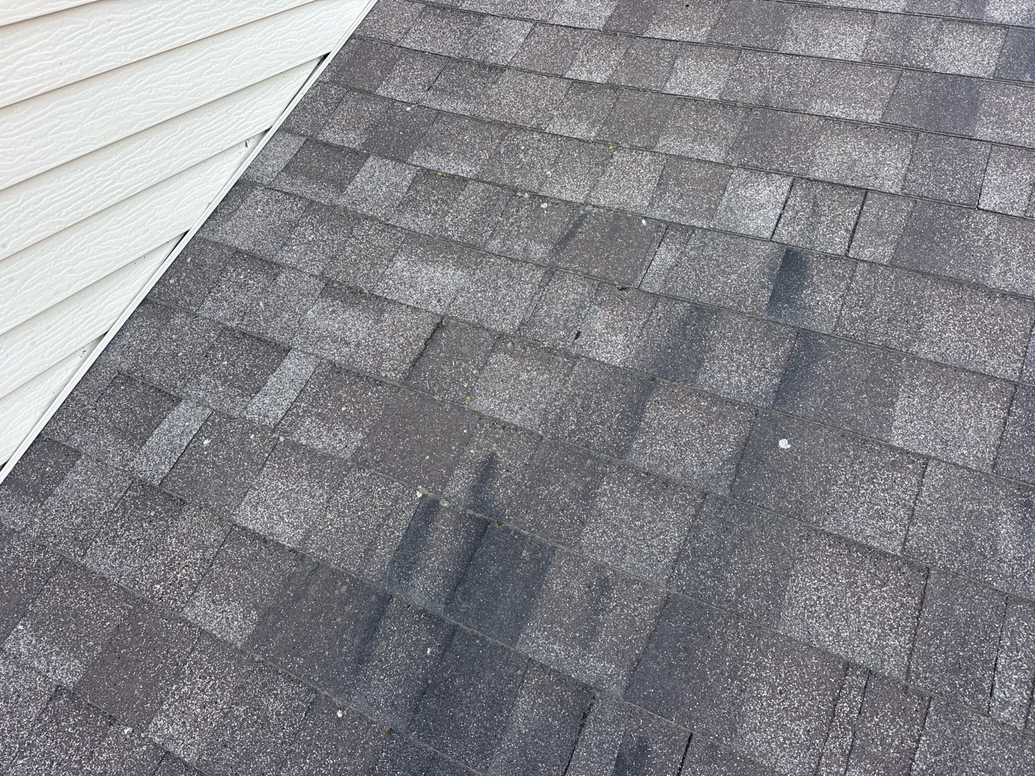 Dark algae streaks running down an asphalt shingle roof