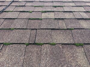 Green moss growing in the joints between asphalt roof shingles